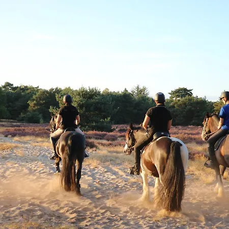 Magnolia Hoeve - Unieke Bestemming Voor Paardenliefhebbers En Bijzondere Overnachtingen In De * Ledeacker