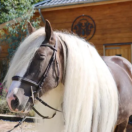 营地 Magnolia Hoeve - Unieke Bestemming Voor Paardenliefhebbers En Bijzondere Overnachtingen In De