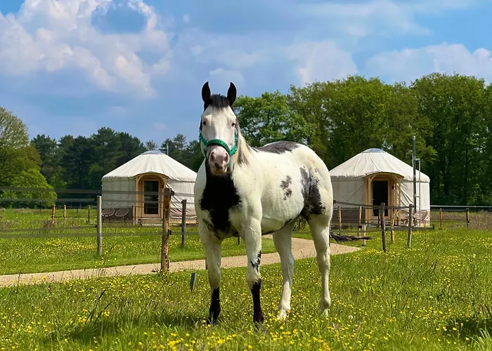 Magnolia Hoeve - Unieke Bestemming Voor Paardenliefhebbers En Bijzondere Overnachtingen In De مكان تخييم