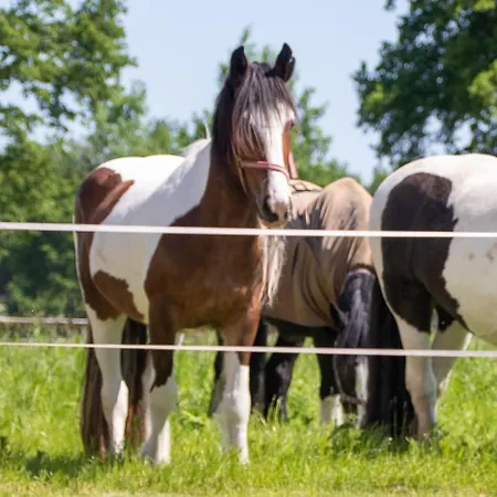 Magnolia Hoeve - Unieke Bestemming Voor Paardenliefhebbers En Bijzondere Overnachtingen In De Ledeacker