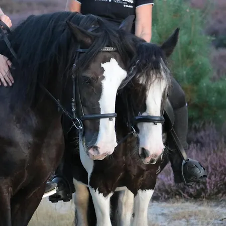 Magnolia Hoeve - Unieke Bestemming Voor Paardenliefhebbers En Bijzondere Overnachtingen In De * Ledeacker