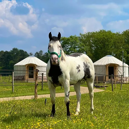 Magnolia Hoeve - Unieke Bestemming Voor Paardenliefhebbers En Bijzondere Overnachtingen In De Camping