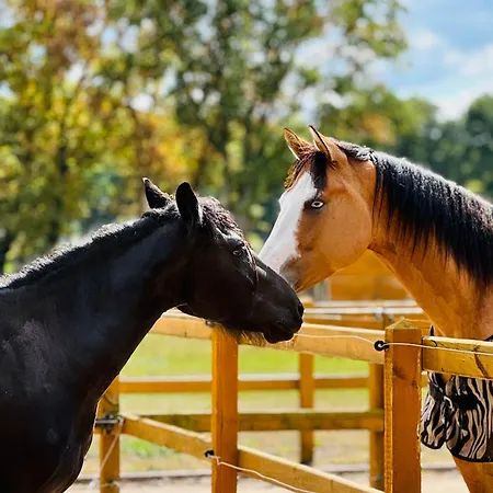Magnolia Hoeve - Unieke Bestemming Voor Paardenliefhebbers En Bijzondere Overnachtingen In De Camping Ledeacker